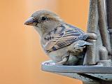 House Sparrow_52889